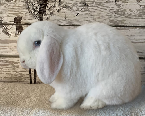 bunny-background